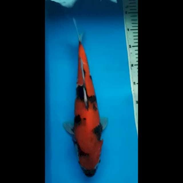 SHOWA JUMBO PUNUK 37 Cm