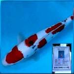 36cm maruten sanke super dainichi Toyota serty japan