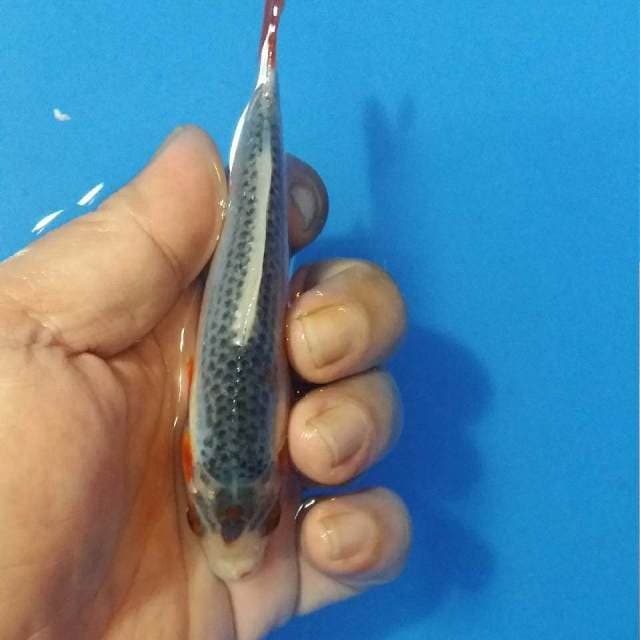 HQ F1 13cm
