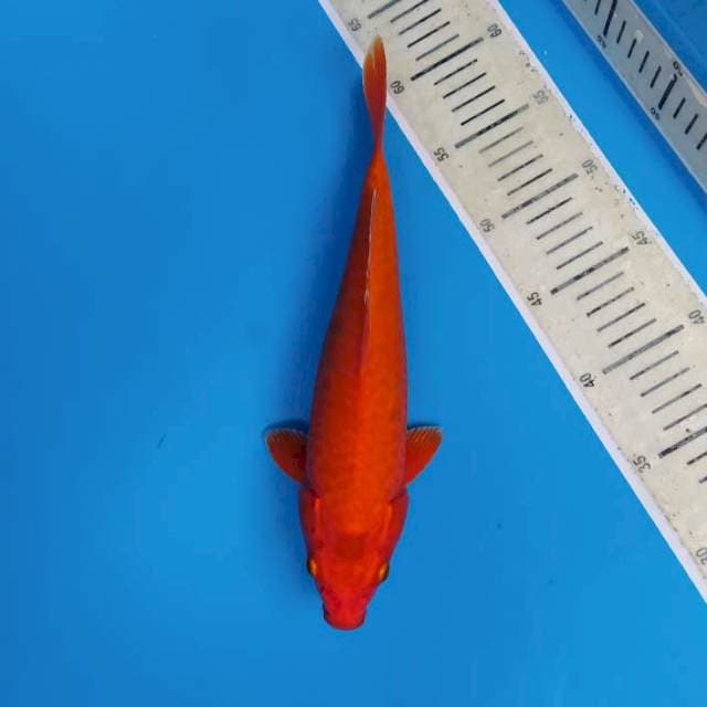 Orenji Strong Color ~31