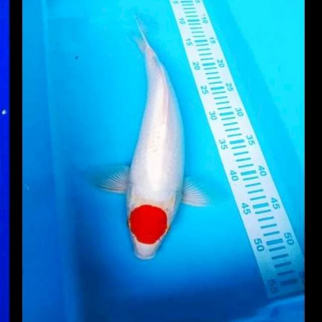 Tc KOHAKu 40up