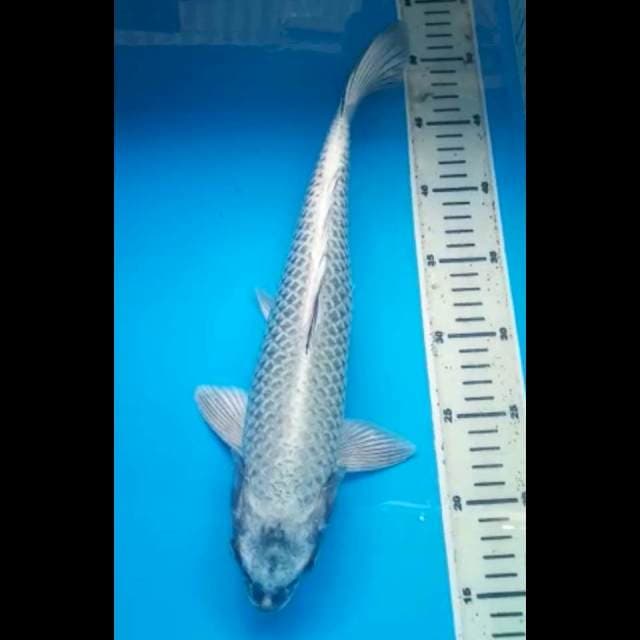 MUKASHI JUMBO 37 Cm, JANTAN