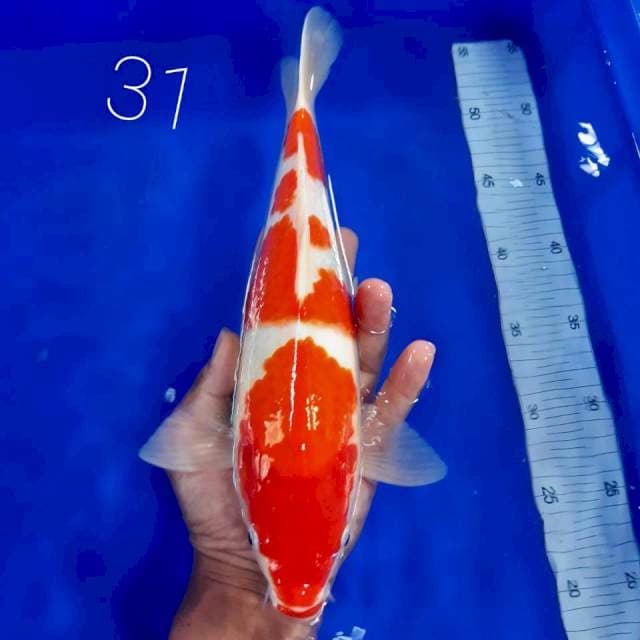 Kohaku strong