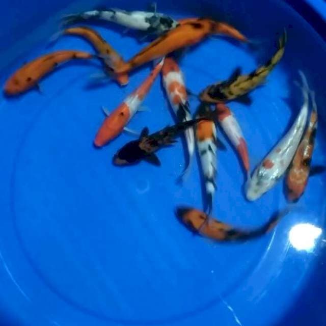 13-18cm 14 ekor
