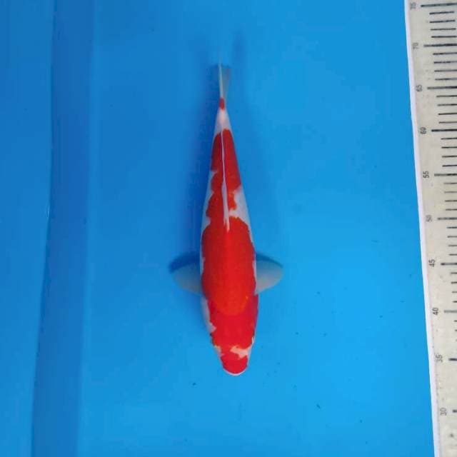 Kohaku ~35