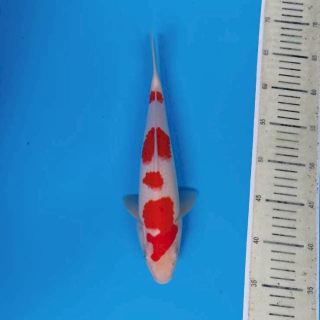 Kohaku ~30