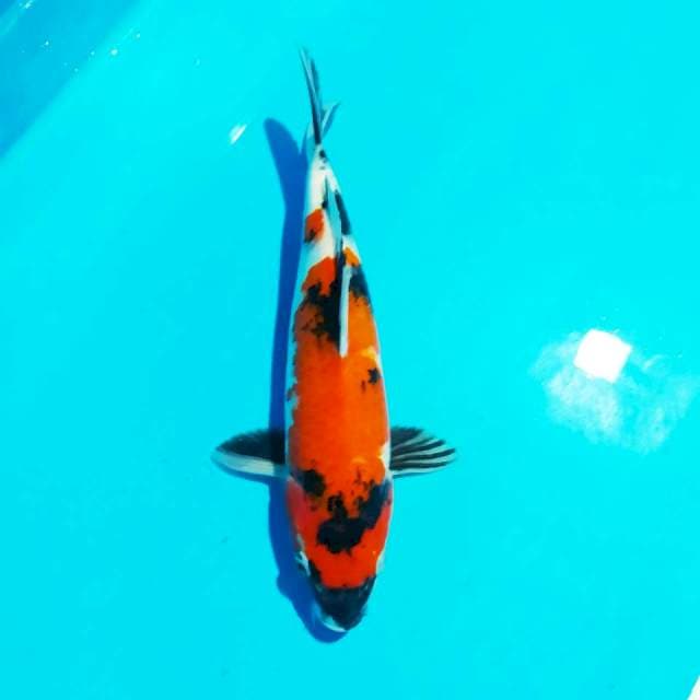 Showa