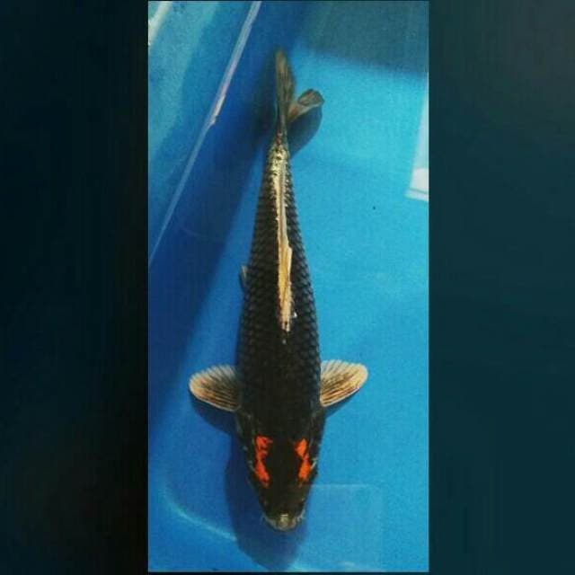 Tancho kabuto 23cm