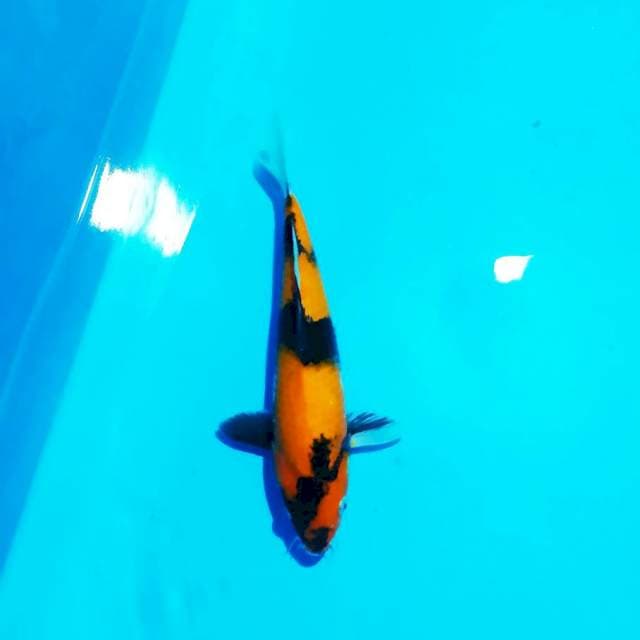 Showa