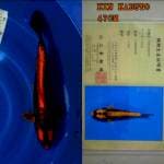 Kin Kabuto. 45 cm,  serti Yamasan