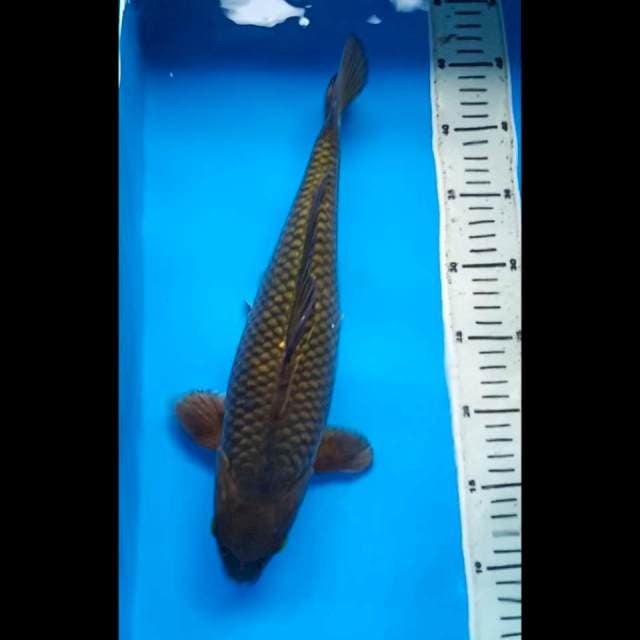 MIDORIGOI JUMBO PUNUK 36 Cm, JANTAN