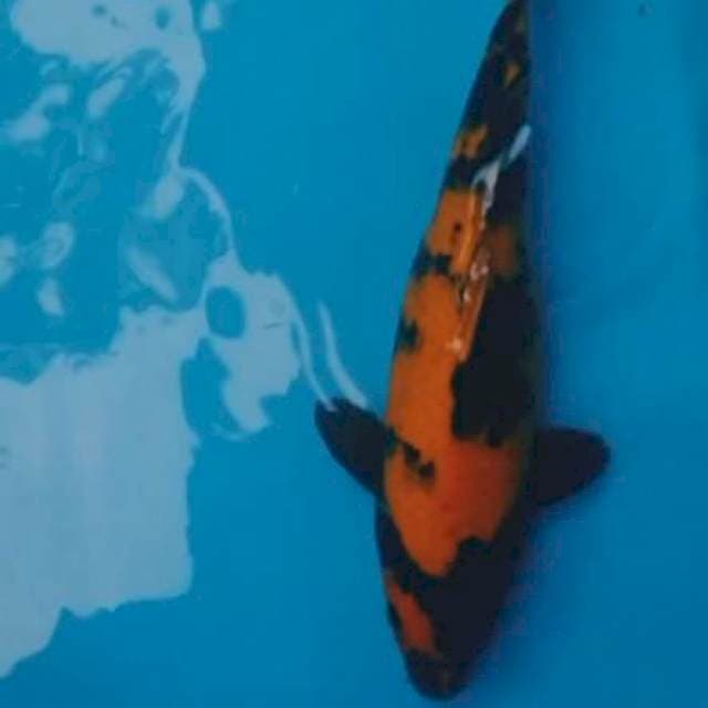 Hi utsuri 35cm