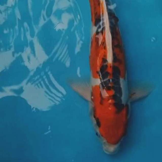 Kujaku doitsu 47cm, strong