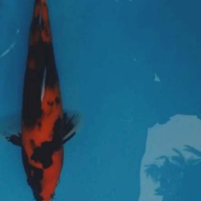 Utsuri 35cm