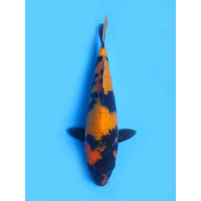 Hi Utsuri - 28cm Male