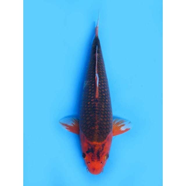 Matsuba Ginrin Antik - 37cm Male