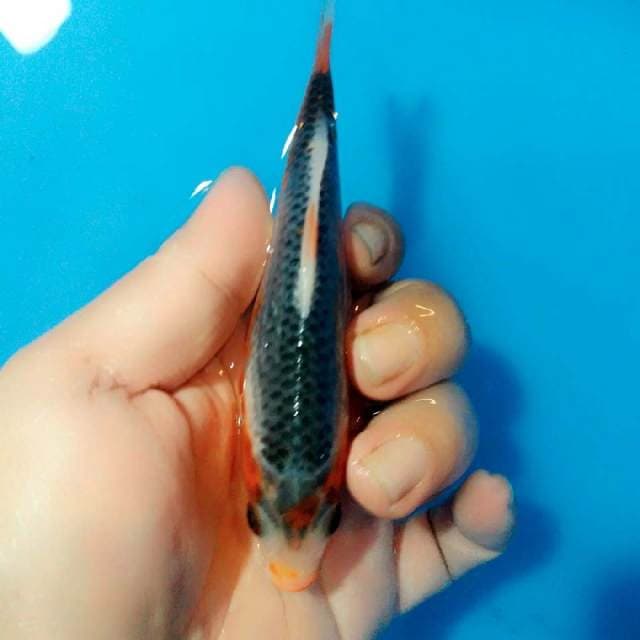 HQ F1 13cm tancho