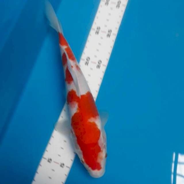 Kohaku 24 cm