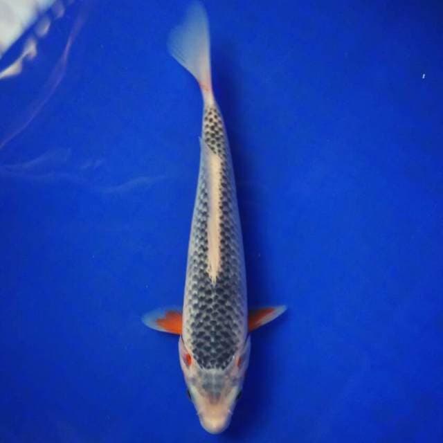 Ashanty 24cm
