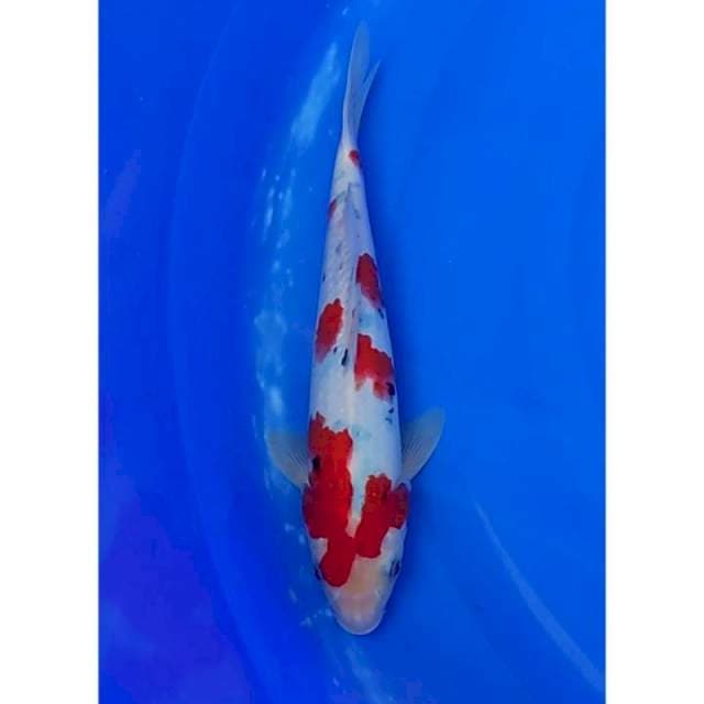 Red Strong Sanke Tategoi Original 28cm (M)