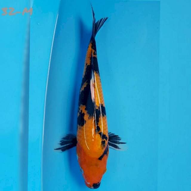 SHOWA 32 Male