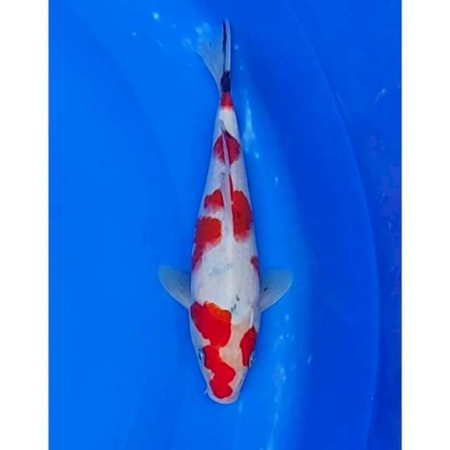 Strong Sanke Tategoi Original Patern 24cm (M)