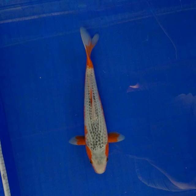 Asanti 24cm