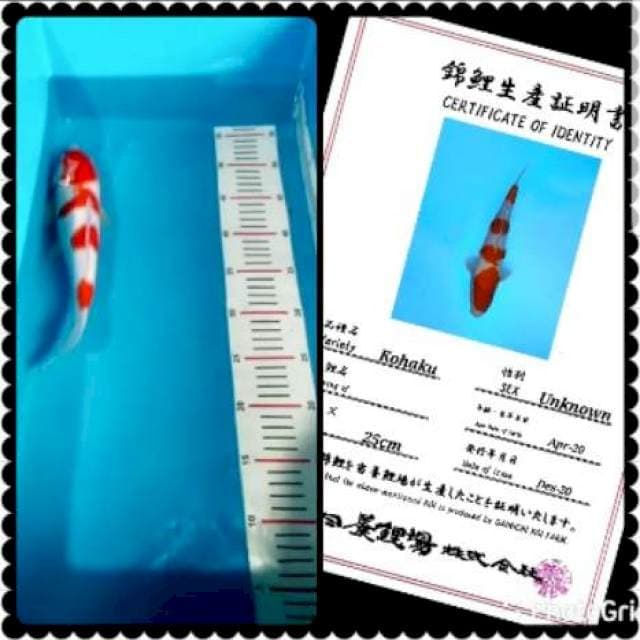 Kohaku jumbo tosai 30cm import