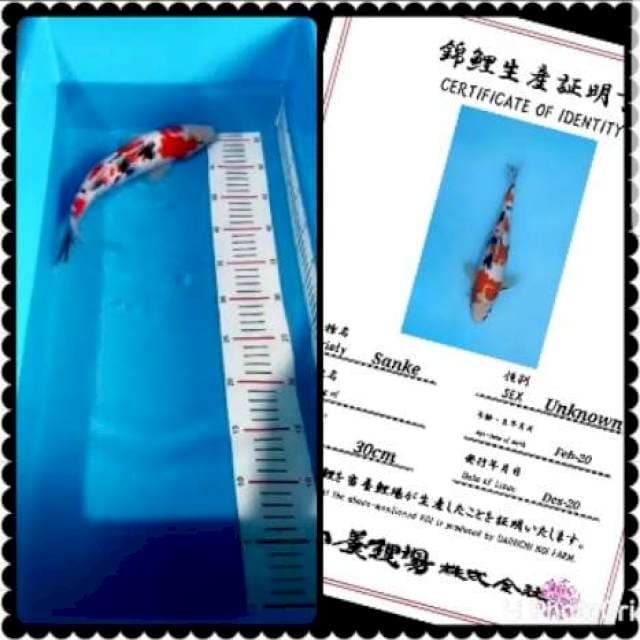 Sanke import 35bu