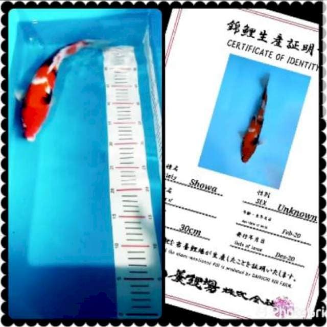 Showa import 35bu 