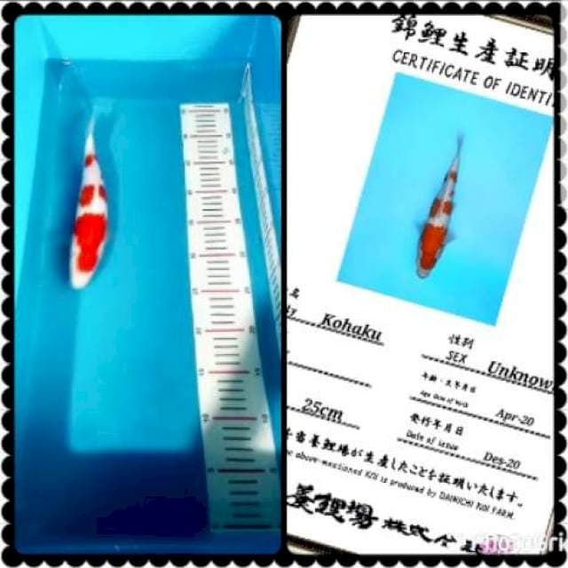 Kohaku sq 30bu super dan import