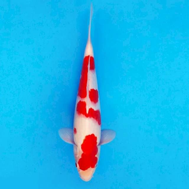 IZUMO 1 ~ KOHAKU ™