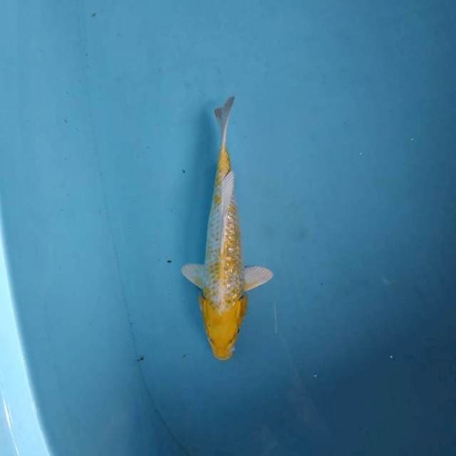 Hariwake ginrin