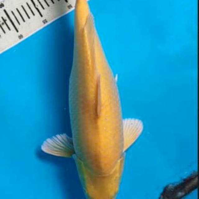Karasi