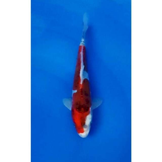 Inazuma Doitsu Kujaku Original 24cm (M)