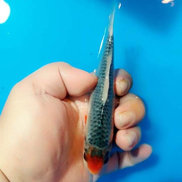 HQ tancho 13cm
