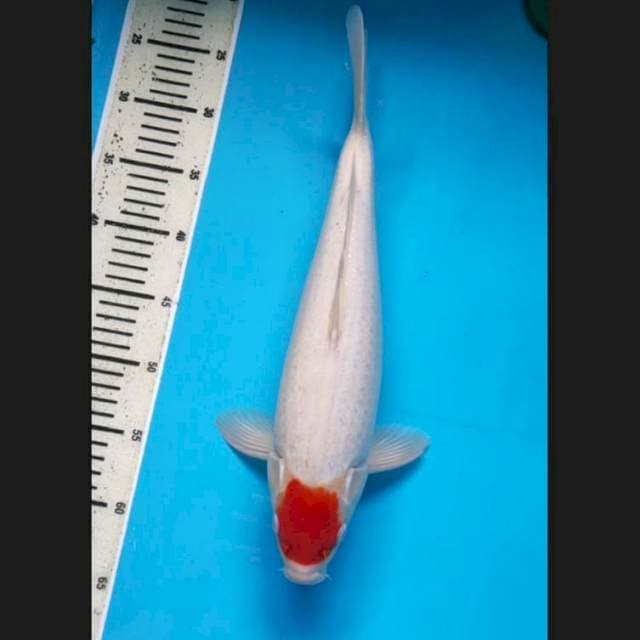 Tancho kohaku jumbo 40 cm jantan