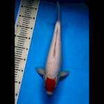 Tancho kohaku jumbo 40 cm jantan