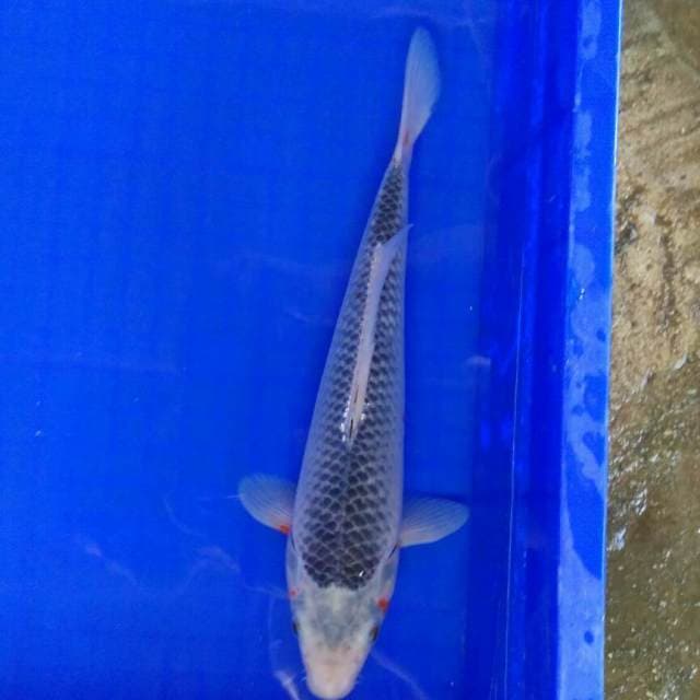 Asagi 29cm