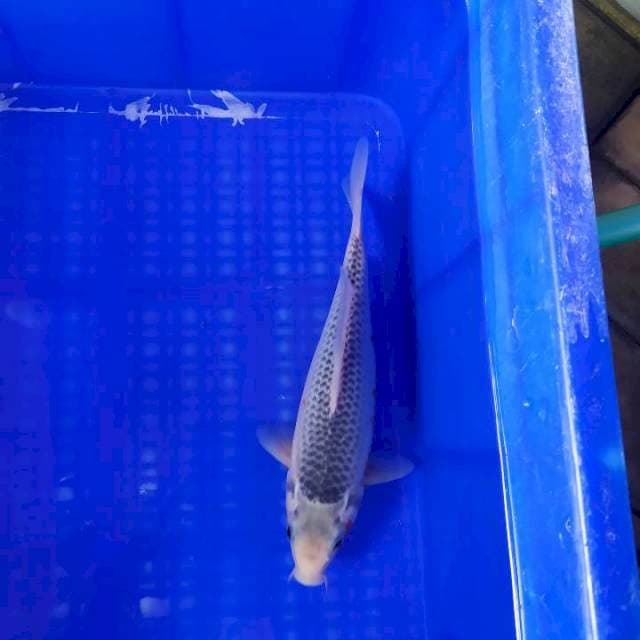Asagi 25cm