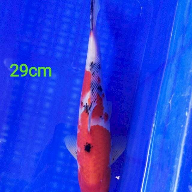 Sanke Merah Berani 29cm