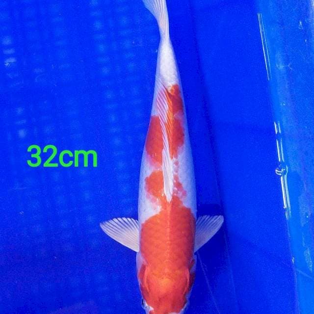 Kin Kohaku Male 32cm Hikari Full