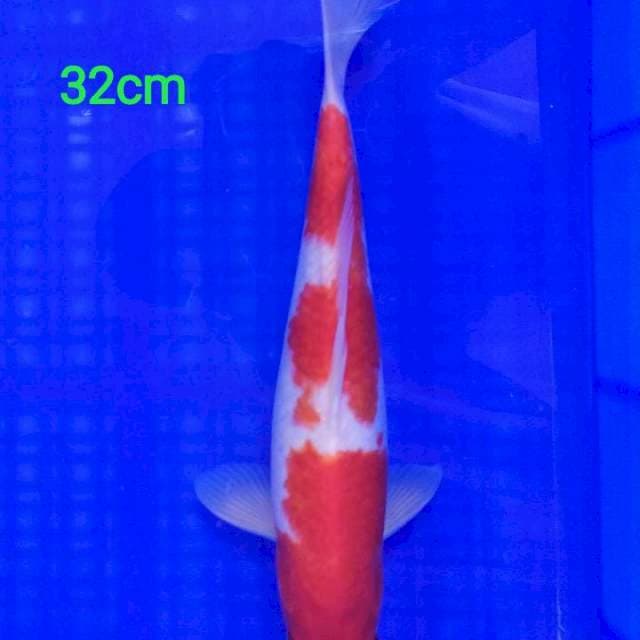 Kohaku Male Ori 32cm