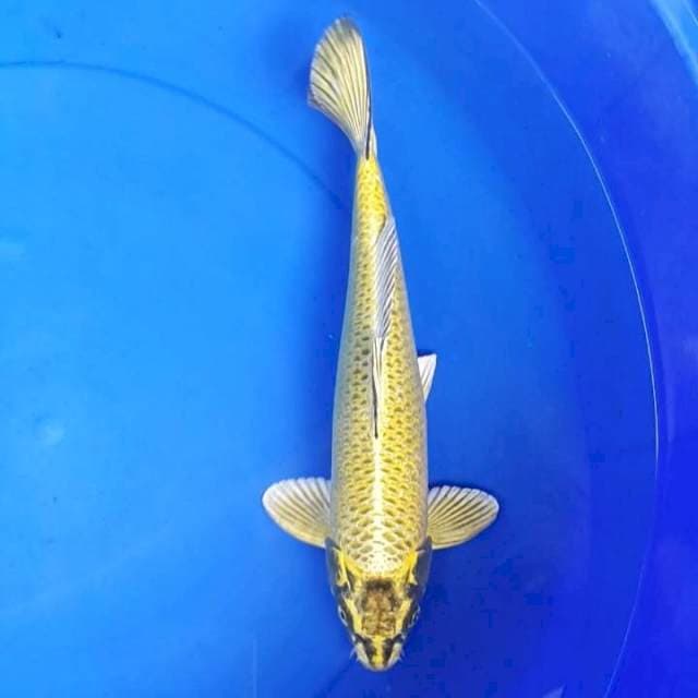Lemon Mukashi Male