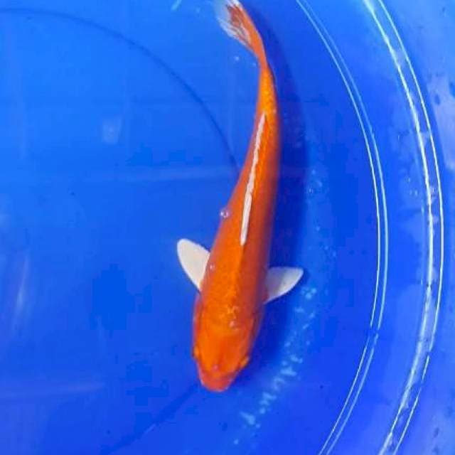  Orenji 35CM