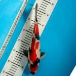 SHOWA SANSHOKU 30CM (ORIGINAL merah strong)