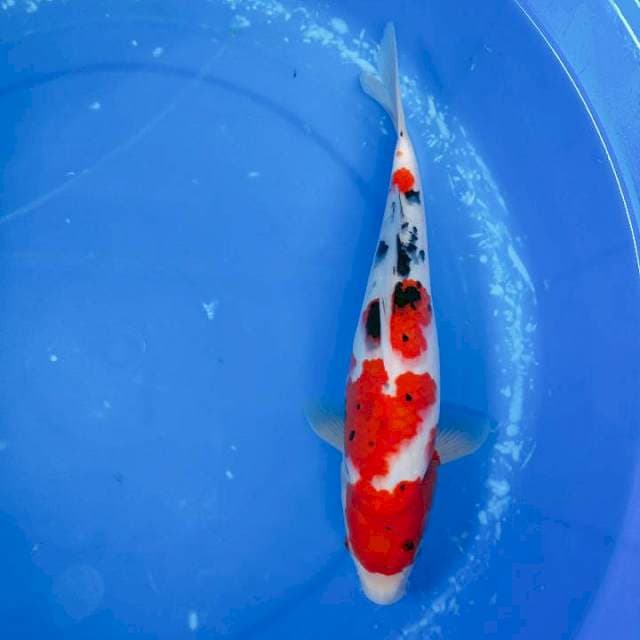 sanke 30 cm 