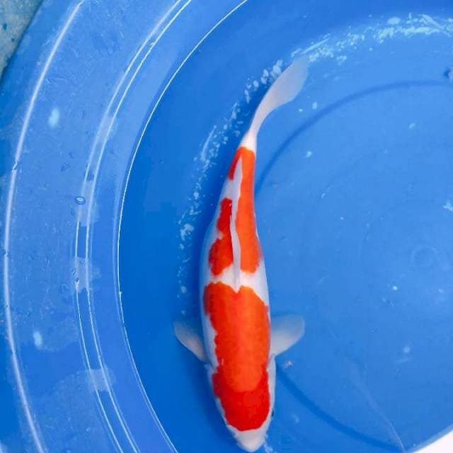 Kohaku 34cm 