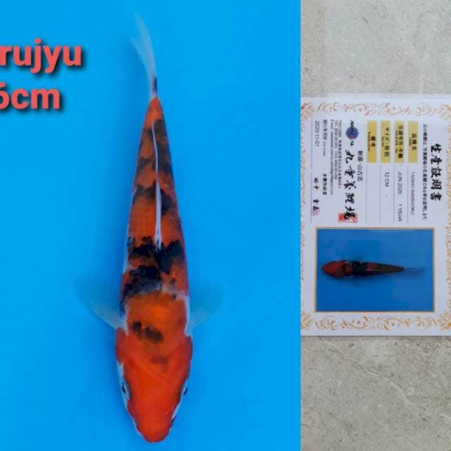 Marujyu sanke 16cm certi