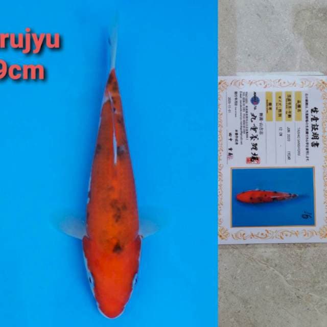 Marujyu sanke 19cm certi